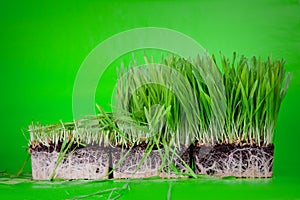 Cuted grass