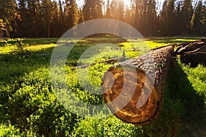 Cuted tree on green meadow at sunset