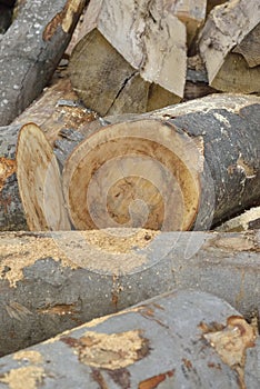 Cuted trees ready for cutting