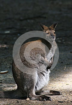 Cutee wallaby