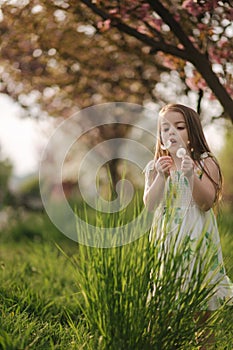 Cutelittle girl walk on the fresh air in the park. Kid blow dendelion. Arround flowering tree and green grass