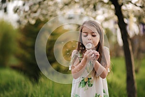 Cutelittle girl walk on the fresh air in the park. Kid blow dendelion. Arround flowering tree and green grass