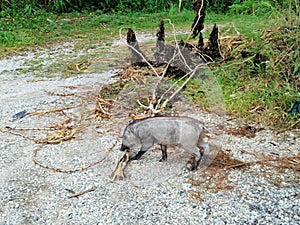 a cutely small wild boar