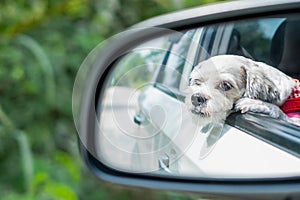 Cutely white short hair Shih tzu dog in car mirror looking out of window