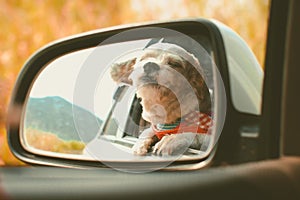 Cutely white short hair Shih tzu dog in car mirror looking out of window