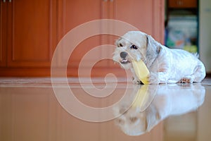 Cutely white short hair Shih tzu dog is happy to gnaw at a mango