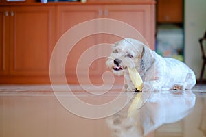 Cutely white short hair Shih tzu dog is happy to gnaw at a mango