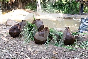 Cuteness of Capybara is eating fresh grass in the zoo