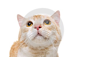 Close-up portrait of fluffy cute red and white cat, pet looking away isolated on white studio background. Animal life