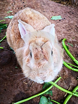 Cuteness of light brown rabbits