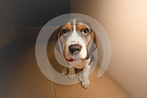 Cuteness Overload - Beagle Pup looking at camera