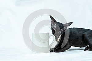 The cuteness overload is real with this small black kitten as they play and explore around a white blank mug