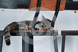 Cutes cat on the chair photo