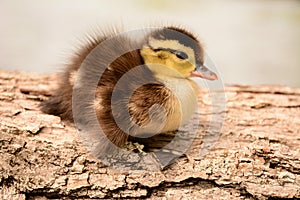 The Cutest Baby Duck You Will Ever See
