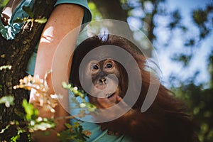 Cutest baby orangutan hangs in a tree in zoo