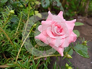 Cutest baby pink rose photo