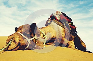 Cutest Camel Resting in the Desert Animal Concept photo