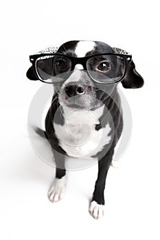 Cutest dog is watching you with glasses on against white background