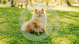 Cutest Little Pomeranian Dog Resting on a Lawn, Looks at Camera, Performs Command Sit. Top Quality