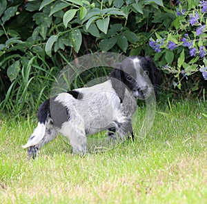 Cutest little puppy sprocker spaniel adorable grass field happy