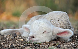 Il più carino neonato primavera agnello a volte!  