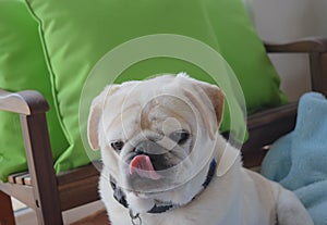 Cutest pug dog showing tongue in home interior. photo
