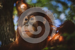 Cutest baby orangutan hangs in a tree in zoo