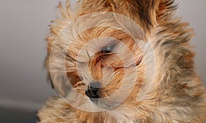 Cutest Yorkshire Terrier puppy with head tilted looking at camera