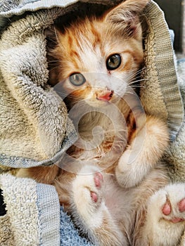 Cuteâ€‹ wetâ€‹ kitten with towel