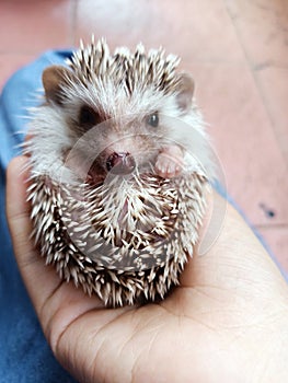 cutie baby hedgehog