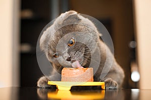 Cutie cat is eating delicious pate