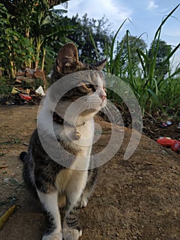 Cutie Cat seeing sunset