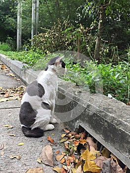 A cutie cat siiting and looking at something.