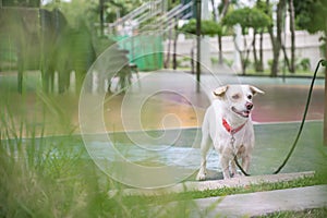 Cutie dog chained with the door