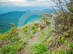 Cutie Dog guide Trekker to the top of Khao Luang mountain in Ramkhamhaeng National Park