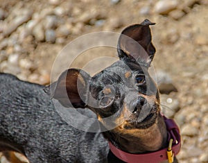 Cutie dog modeling and looking to camera photo