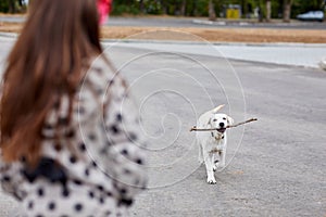 Cutie dog playing with wooden stick on the natural background. Pet concept.