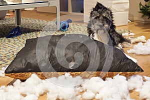 Cutie dog with ripped up cushion