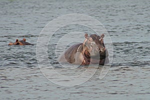 Cutie Hippopotamus Hippo in White Nile River, Murchison Fall National Park, Uganda