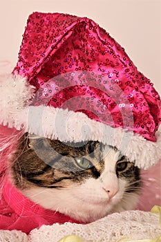 cutie kitten face in Christmas hat