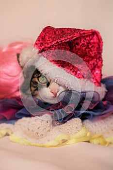 cutie kitten face in Christmas hat