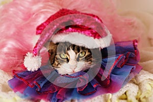 cutie kitten face in Christmas hat