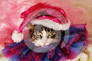 cutie kitten face in Christmas hat