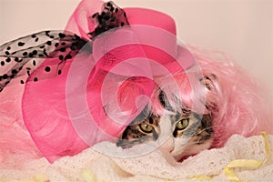 cutie kitten face with fancy pink hat