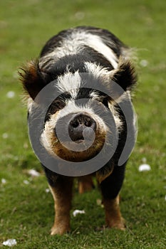 Cutie Kune Kune Pig