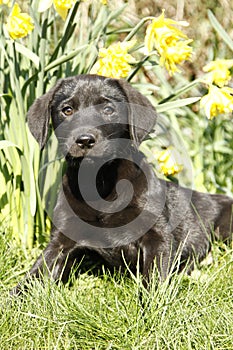 Cutie labrador Puppy in the daffodils.