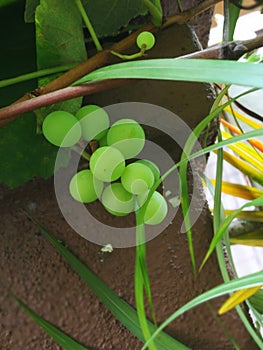 Cutie little green balloon grape