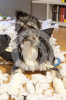 Cutie and naughty dog with ripped up cushion photo