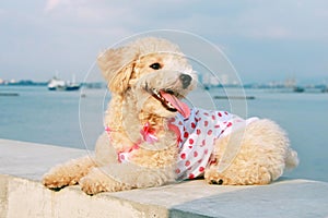 Cutie Poodle Dog photo