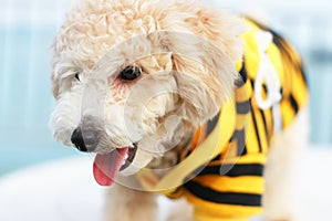 Cutie Poodle Dog